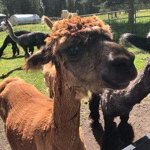 Meet your Posher, Julie